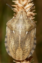 Eurygaster testudinaria - Tortoise Bug